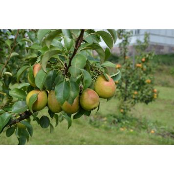 Päärynä Pyrus Communis Tsizovskaja