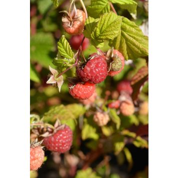 Pensasvadelma Rubus Idaeus Maurin Makea