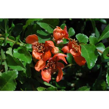 Japaninruusukvitteni Chaenomeles Japonica Venus