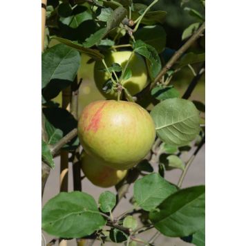 Omena Malus Domestica Antonovka