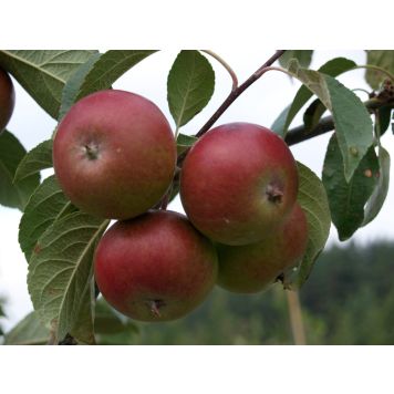 Omena Malus Domestica Petteri