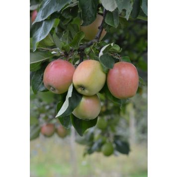 Omena Malus Domestica Akerö