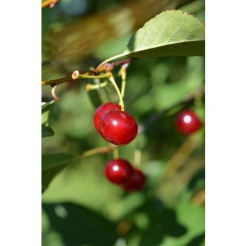 Kirsikka Prunus Cerasus Huvimajan Kuulasmarja