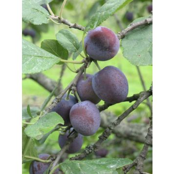 Parikkalan Tummaluumu Prunus Domestica