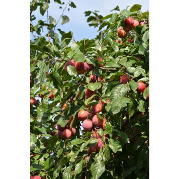 Luumu Prunus Domestica Victoria