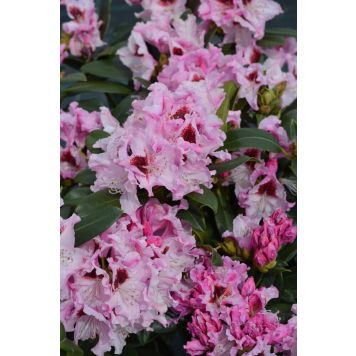 Alppiruusu Rhododendron Royal Butterfly
