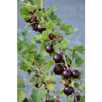 Vuoristokarviainen Ribes Uva Crispa Houghton