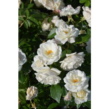 Ruusu Rosa Schneewittchen