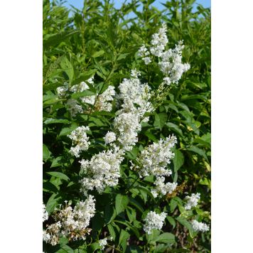 Puistosyreeni Syringa Henryi Tammelan Kaunotar