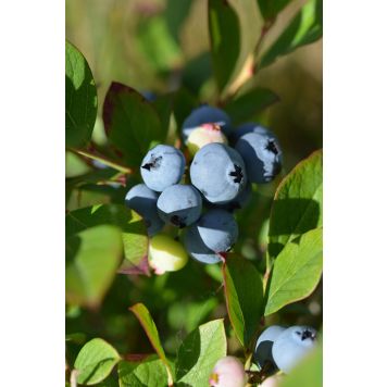 Tarhapensasmustikka Vaccinium Angustifolium Arto