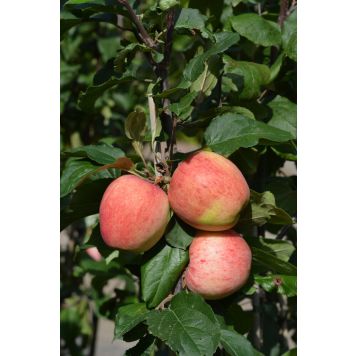 Omena Malus Domestica Jättimelba