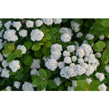 Koivuangervo Spiraea Betulifolia