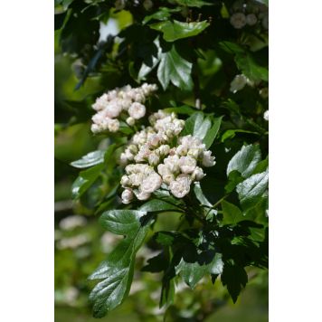 Helmiorapihlaja Crataegus Mordenensis Toba