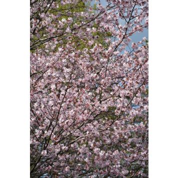 Rusokirsikka Prunus Sargentii