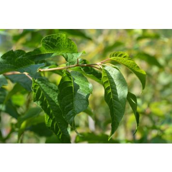 Tuohituomi Prunus Maackii