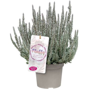 Kanerva Calluna Vulgaris Fluffy P11