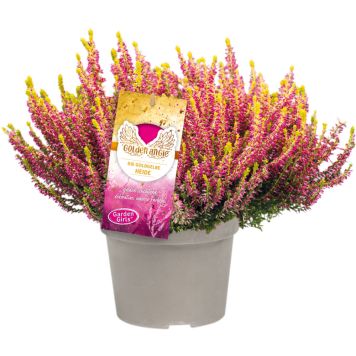 Kanerva Calluna Vulgaris Golden Angie P11