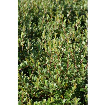 Peittopaju Tuhkimo Salix Aurora