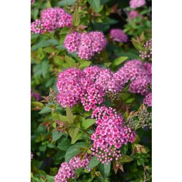 Tummakeijuangervo Spiraea Japonica Lilly