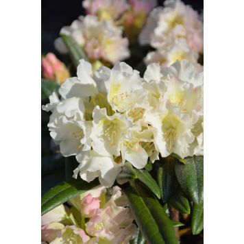 Alppiruusu Rhododendron Kullervo