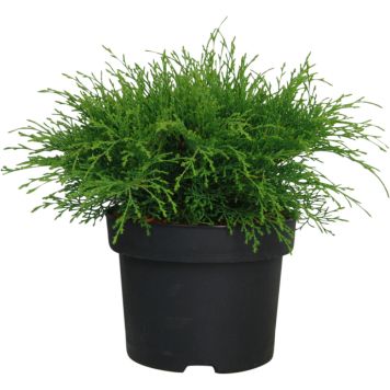 Tuivio Microbiota Decussata