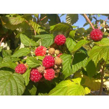 Vadelma Rubus Idaeus Jenkka