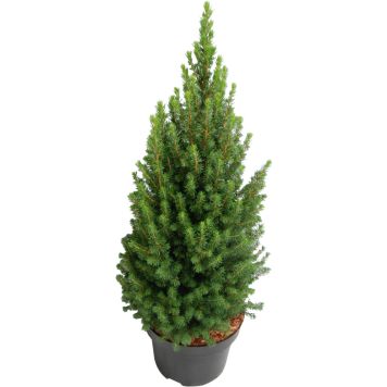 Kartiovalkokuusi Picea Glauca Perfecta