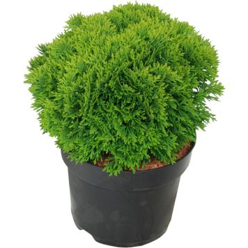 Kääpiöpallotuija Thuja Occidentalis Danica