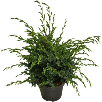 Kiinankataja Juniperus Chinensis Blue Alps