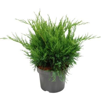 Tarhakataja Juniperus Pfitzeriana Mint Julep