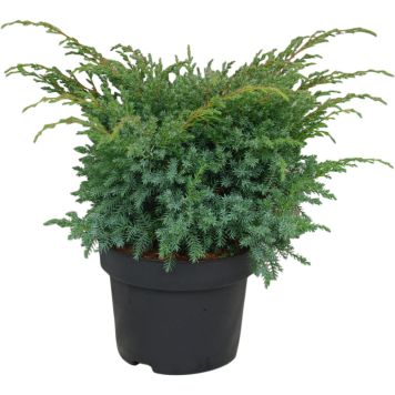 Sinikataja Juniperus Squamata Blue Swede