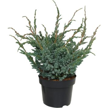 Sinikataja Juniperus Squamata Meyeri