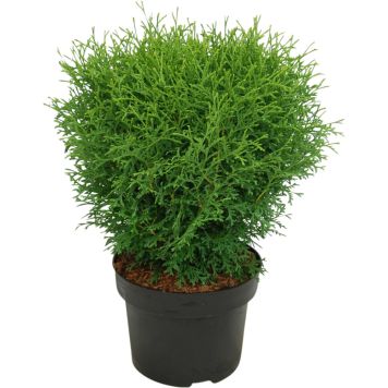 Pallotuija Thuja Occidentalis Tiny Tim