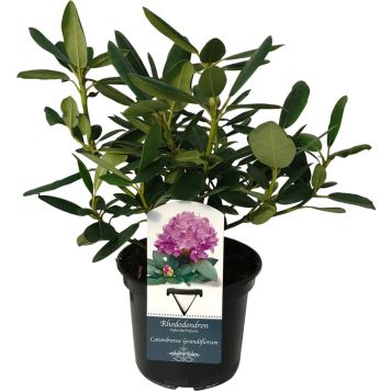 Alppiruusu Rhododendron Grandiflorum P13