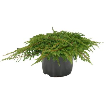 Kääpiökataja Juniperus Communis Green Carpet P17