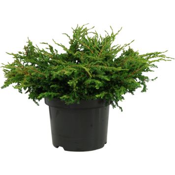 Kääpiökataja Juniperus Communis Repanda P17