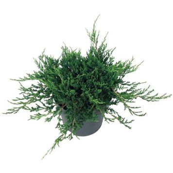 Sinilaakakataja Juniperus Horizontalis Blue Chip P17