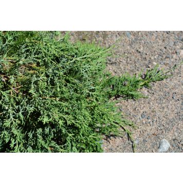 Sinilaakakataja Juniperus Horizontalis Wiltonii P17