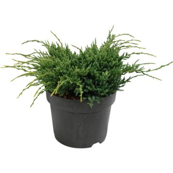 Himalajankataja Juniperus Squamata Holger P17