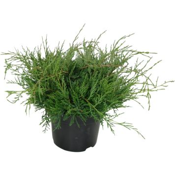 Kynäkataja Juniperus Virginiana Grey Owl P17