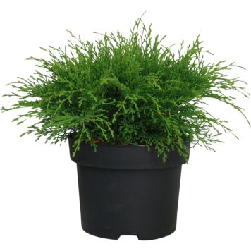 Tuivio Microbiota Decussata P17