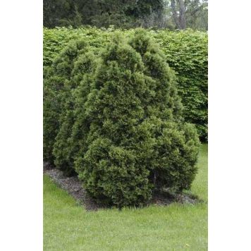 Kartiotuija Thuja Occidentalis Holmstrup P17