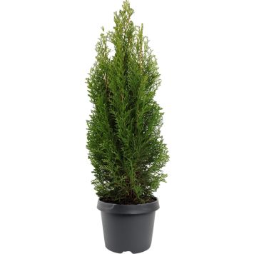 Timanttituija Thuja Occidentalis Smaragd Var P17