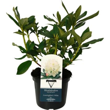Alppiruusu Rhododendron Cunningham White P13