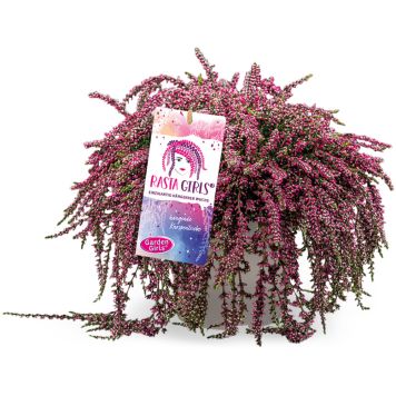 Kanerva Calluna Vulgaris Rasta Girls P13