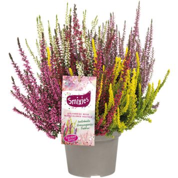 Kanerva Calluna Vulgaris Colour Mix P13