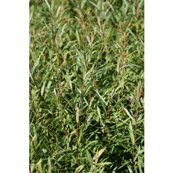 Kääpiöpunapaju Salix Purpurea Gracilis