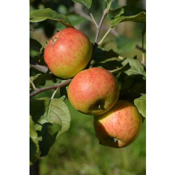 Omenapuu Malus Domestica Grenman