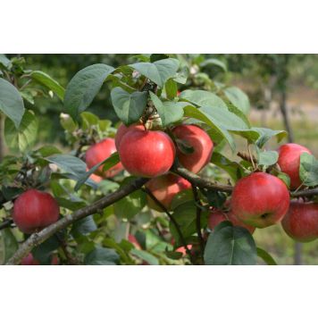 Omenapuu Malus Domestica Konsta