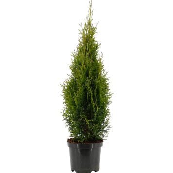 Timanttituija Thuja Occidentalis Smaragd P19